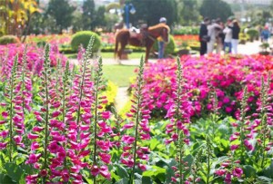 Dalat Flower